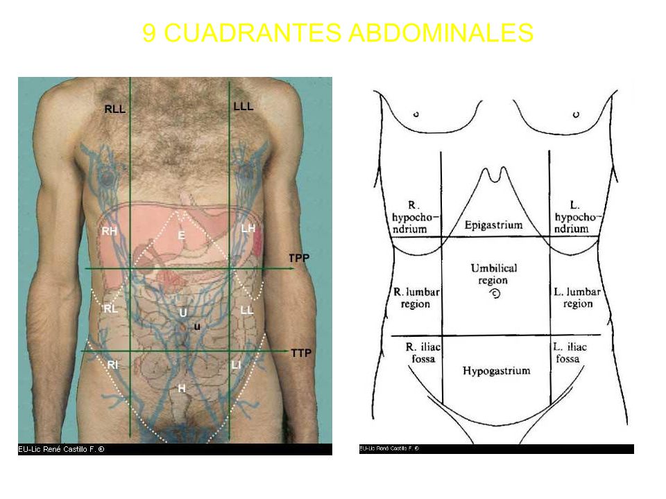 Los 9 cuadrantes del estomago